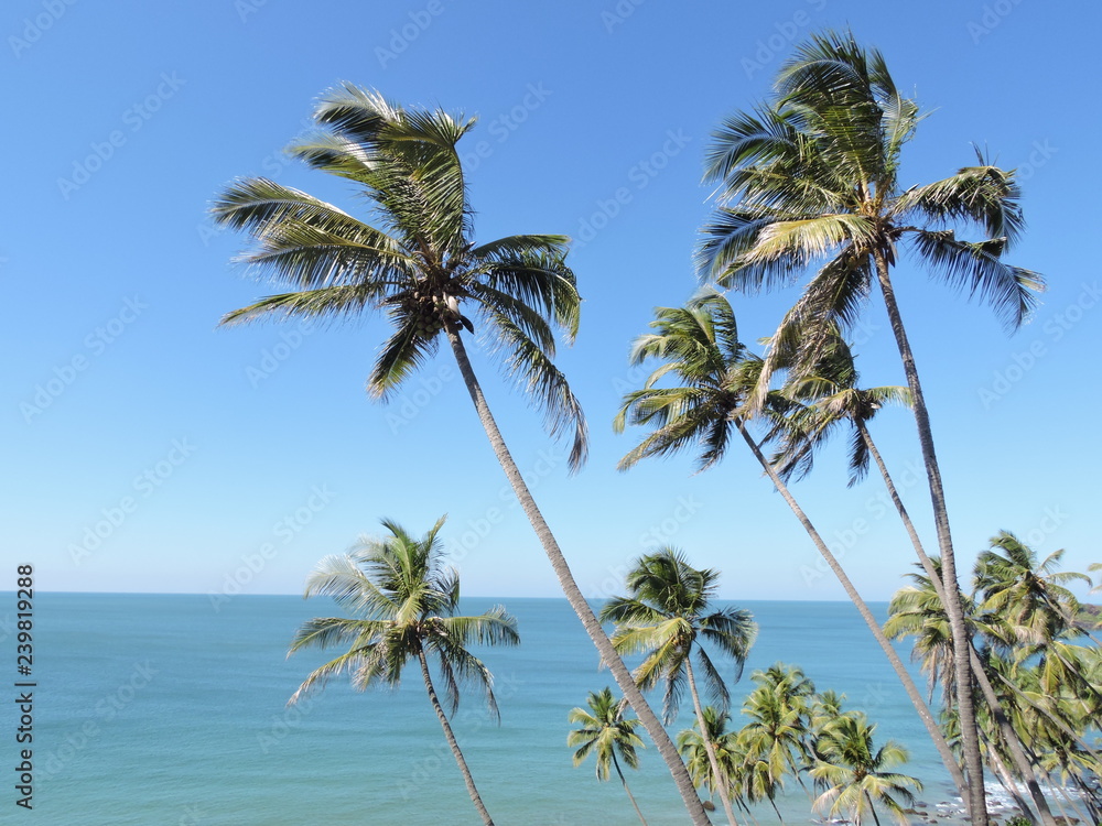 Coconut trees and Beach green nature landscape