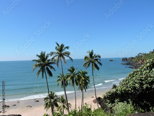 Coconut trees and Beach green nature landscape