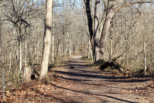 The empty long dirt trail in the forest on a sunny day.