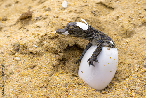 A baby Nile Crocodile emerges from its egg.