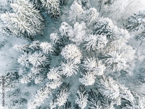 Aerial view of winter forest covered with snow  view from above.