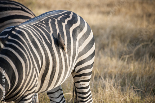 little bird on a zebra s back