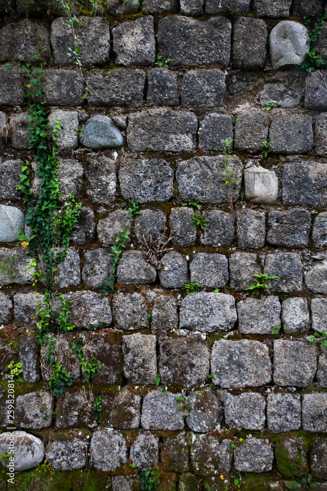 Obraz premium Ancient wall of gray stones entwined with green ivy.