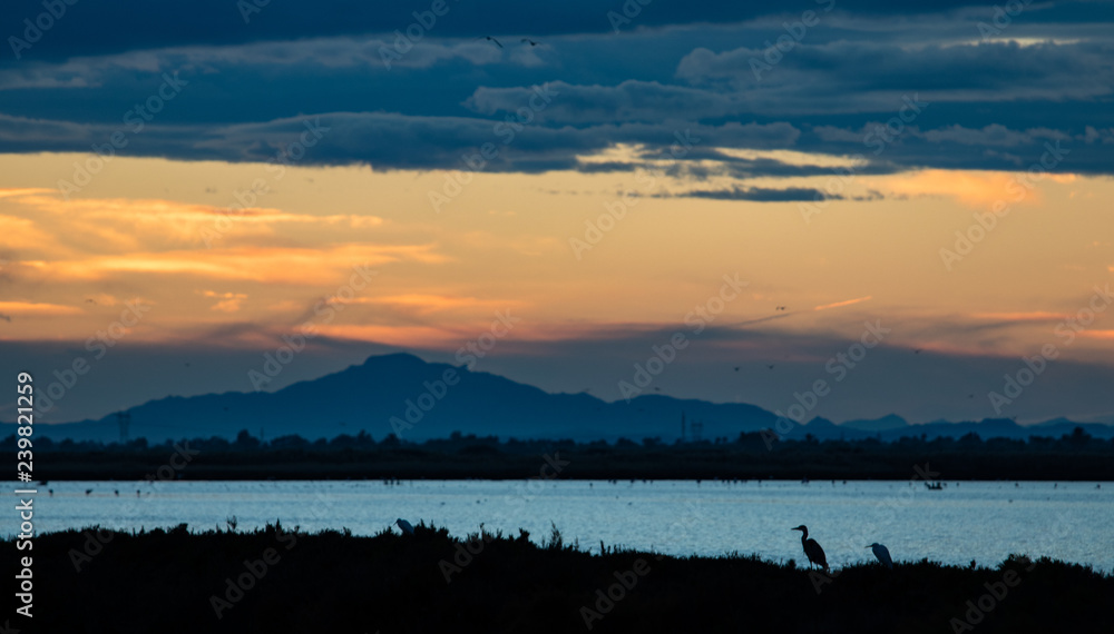 Obraz premium flamenco al atardecer