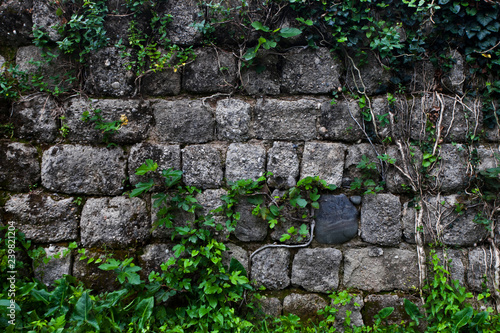 Ancient wall of gray stones entwined with green ivy.