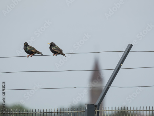 Zwei Stare sitzen in Zandvoort, Niederlande, auf dem Draht eines Zaunes