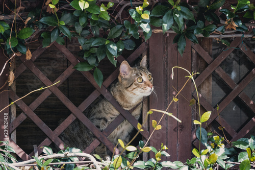 Canvas Print Pretty cat looking from window