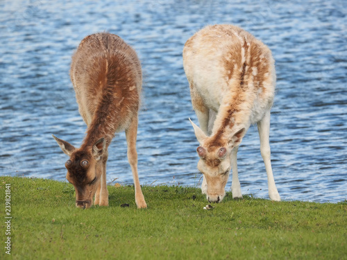 Fototapeta Naklejka Na Ścianę i Meble -  Zwei grasende Damhirsche in den Waterleidingduinen  in der Nähe von Zandvoort und Amsterdam in den Niederlanden