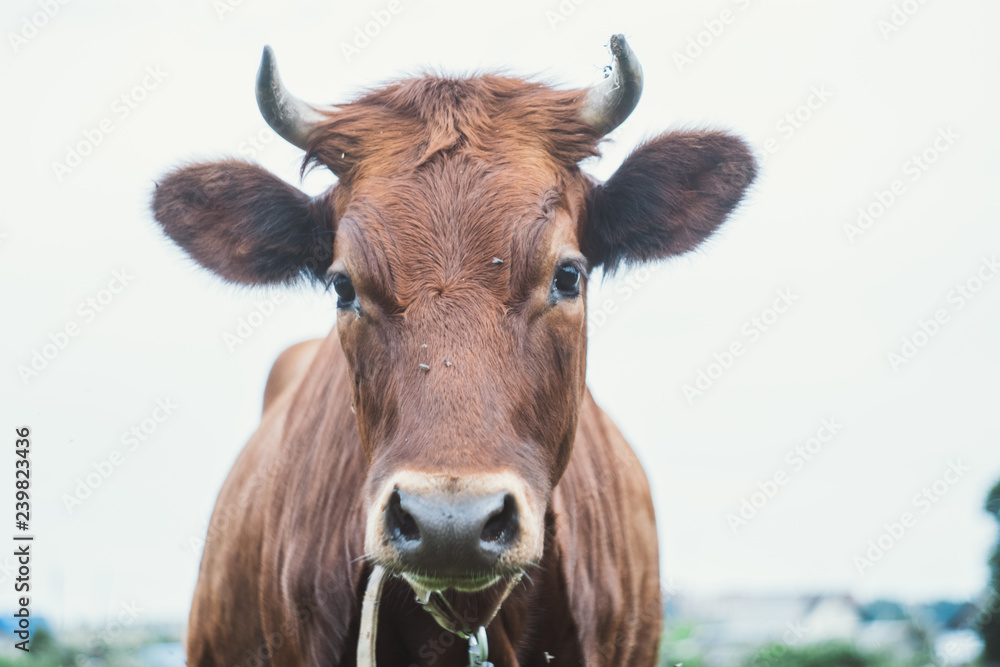 Cow looks at the camera on green field, close up.