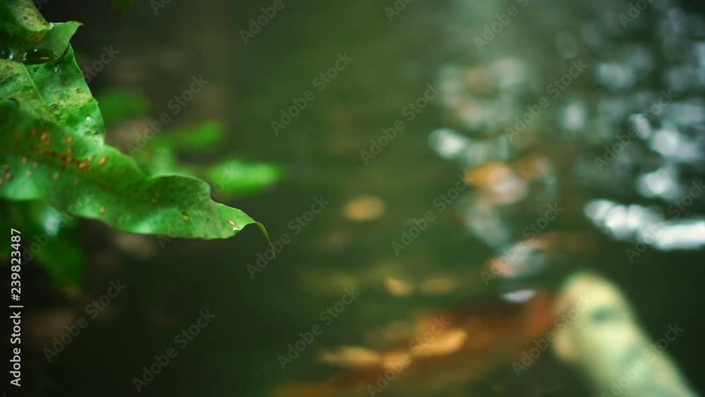 River fancy carp fishs in pond waterfall nature background. River fancy carp fishs in pond waterfall nature background.
