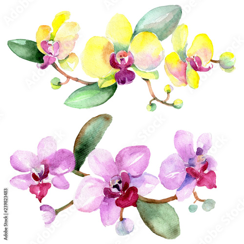 Orchid Floral botanical flower. Wild spring leaf wildflower isolated. Isolated orchid illustration element.