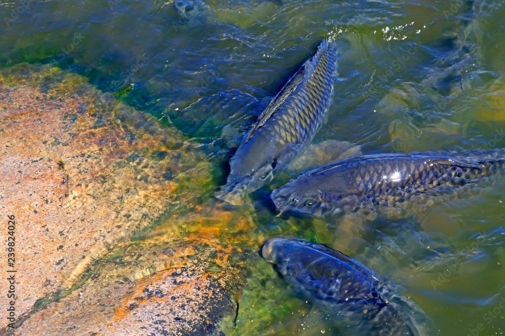 Obraz premium carp in the pond