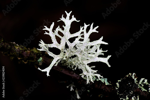 Evernia prunastri, also known as oakmoss, a beautiful lichen used widely in perfume industry as a fixative