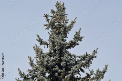 Fluffy green tree with cones on top.