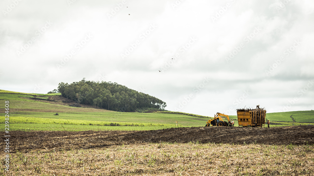 Fototapeta premium Sugar cane hasvest plantation