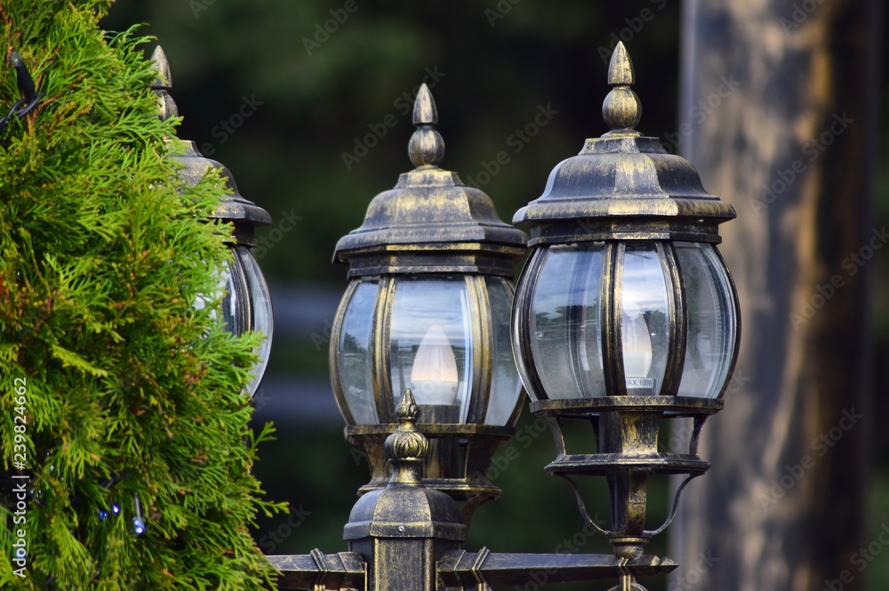 Beautiful street lights made of glass next to a pine tree.