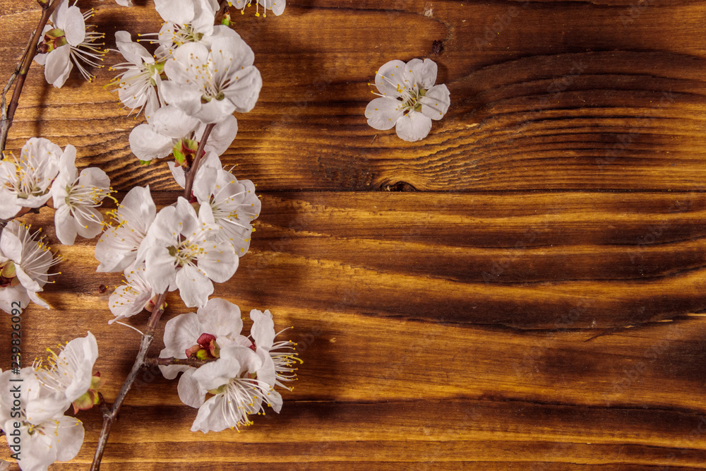 Flowers of apricot tree on wooden background Flowers of apricot tree on wooden background