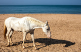 White horse on Agonda Beach.South Goa.India.29-01-2018.