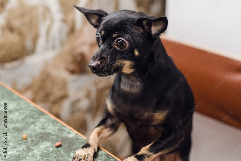 Black little dog breed toy terrier sits at the tables and asks for a treat