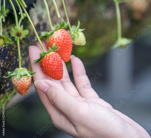 A young woman is picking up fresh seasonal strawberries in the garden, concept of organic farming, close up, macro.