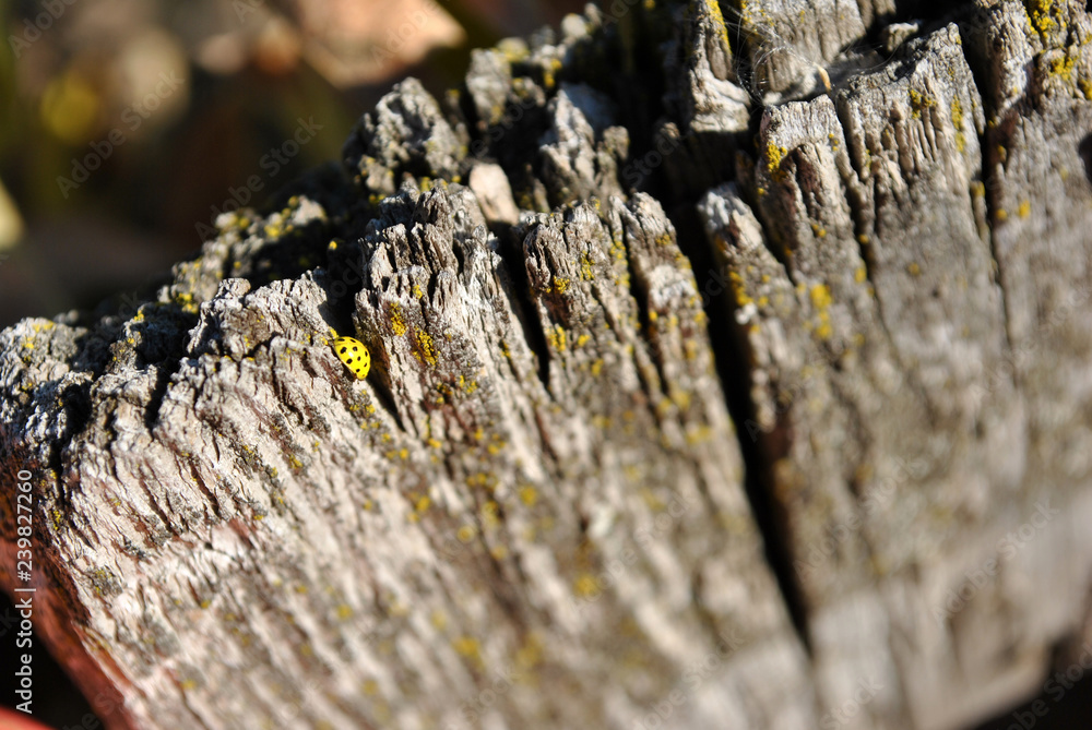 Yellow ladybug sitting on dry old gray wooden plank with yellow moss, close up texture detail, soft blurry background Yellow ladybug sitting on dry old gray wooden plank with yellow moss, close up texture detail, soft blurry background