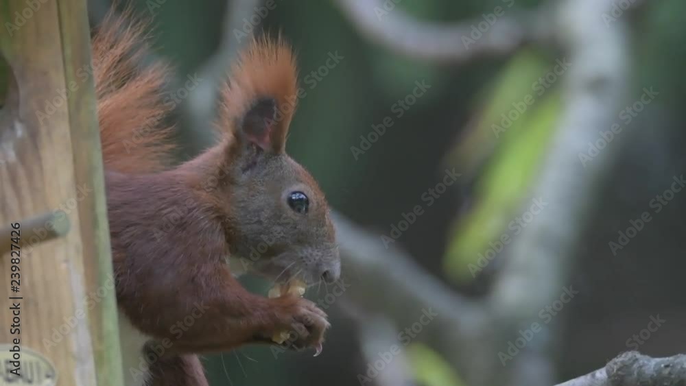 A squirrel sits at the feed house and nibbles on a walnut. Concept: animals or food A squirrel sits at the feed house and nibbles on a walnut. Concept: animals or food