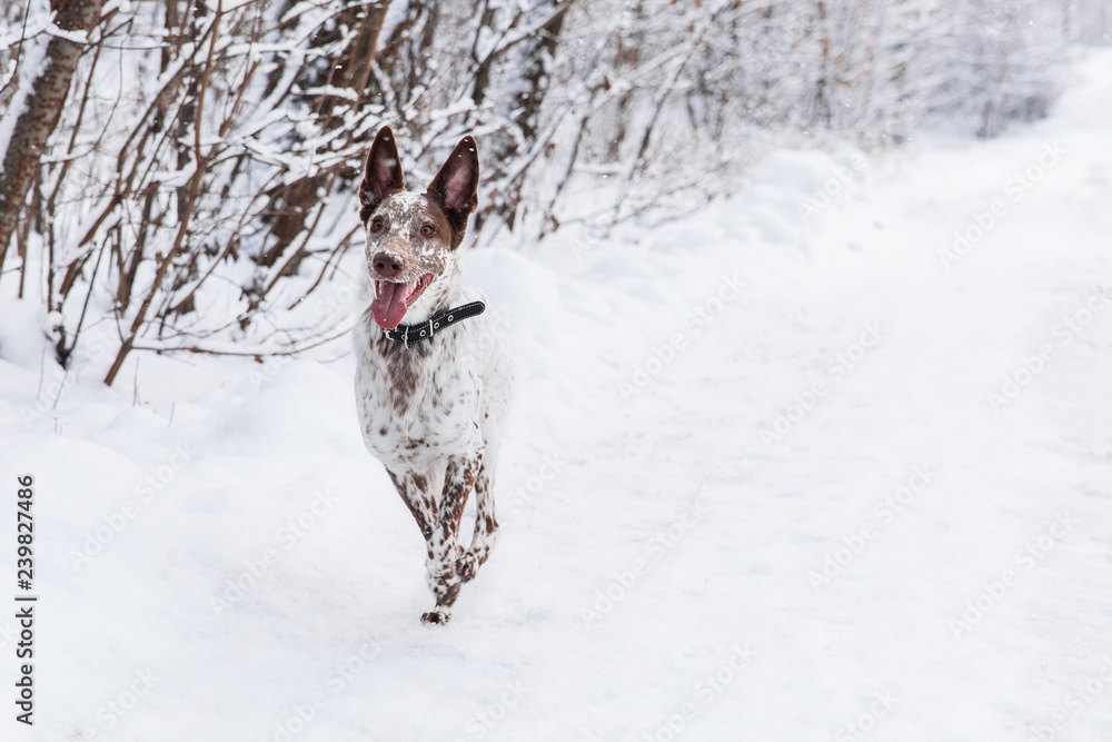 Happy white-brown dog in collar on snowy field in winter forest