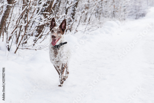 Happy white-brown dog in collar on snowy field in winter forest © alexander132