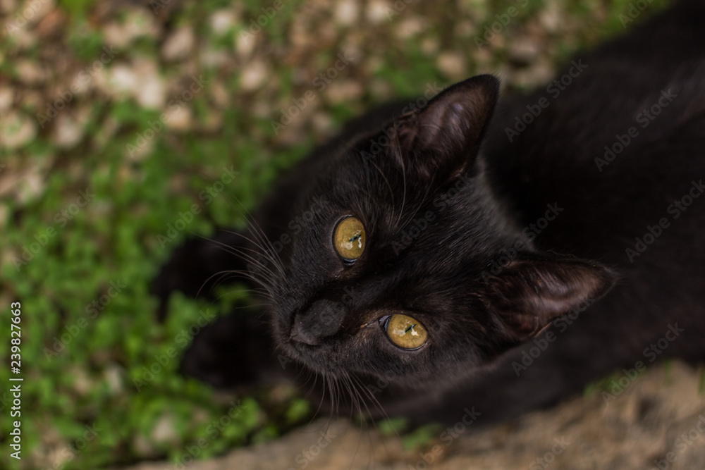 black cat portrait with yellow eyes lay on grass ground looking at camera from below foreshortening from above black cat portrait with yellow eyes lay on grass ground looking at camera from below foreshortening from above