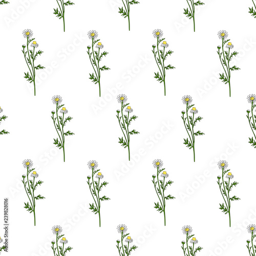 Chamomile wild field flower isolated on white background, botanical hand drawn Daisy sketch, vector illustration, seamless pattern for design package tea, natural cosmetic, medicine, decorative fabric