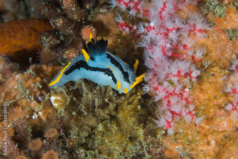 Fototapeta premium A small Crowned nudibranch (Polycera capensis) on the reef. White body with two black stripes down its body and yellow cerate.