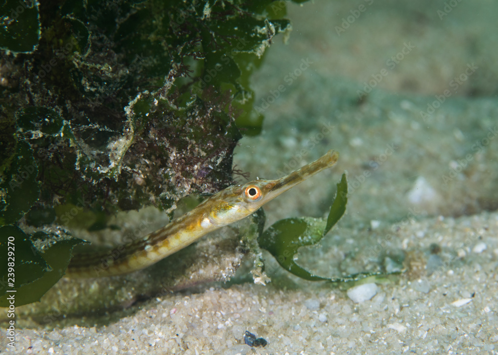 Close up of a Longsnout Pipefish (Syngnathus temminckii) side view of its face.
