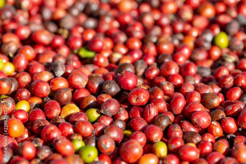 Fresh Arabica Red Coffee beans berries and Drying Process