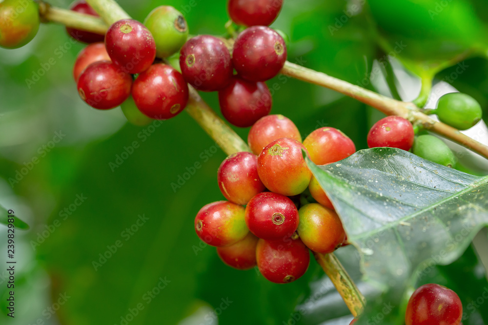 Fresh Arabica Coffee beans ripening on tree in North of thailand Fresh Arabica Coffee beans ripening on tree in North of thailand