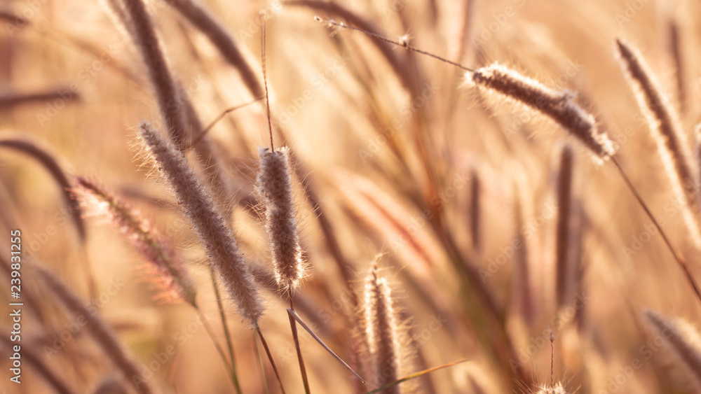 Obraz premium Colorful flowers grass made with gradient for background,Abstract,texture,Soft and Blurred style.postcard.