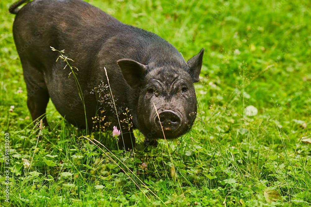 Fototapeta premium Cute fat pot-bellied pigs on free meadow of private farm