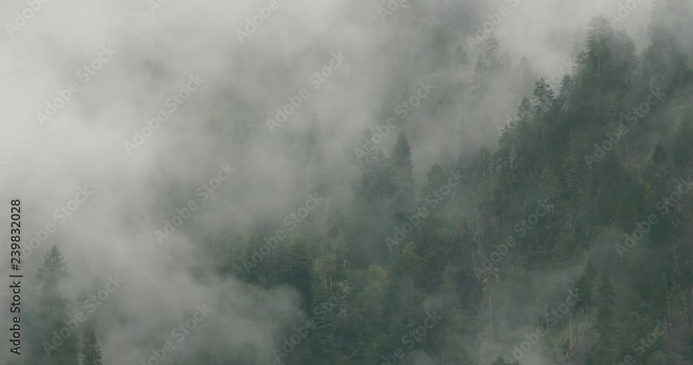 4k mountain mist rising in the morning,fog pine trees,such as wonderland.Bomi County in tibet,the largest precipitation area in China. 4k mountain mist rising in the morning,fog pine trees,such as wonderland.Bomi County in tibet,the largest precipitation area in China.