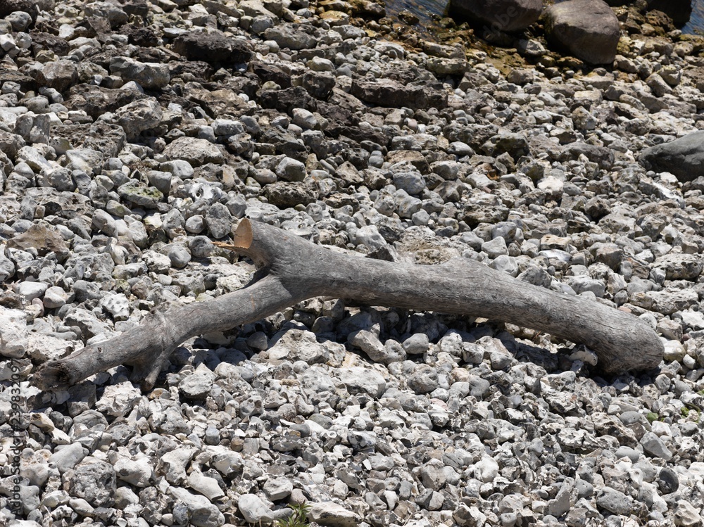 broken tree branch on the beach broken tree branch on the beach