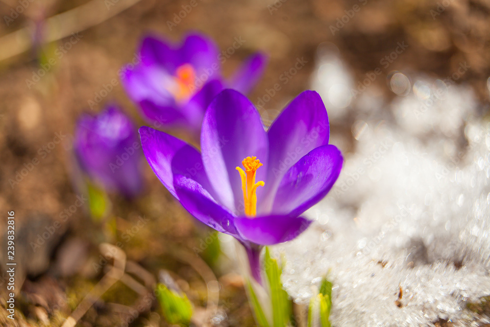 beautiful spring crocus flower on background image beautiful spring crocus flower on background image