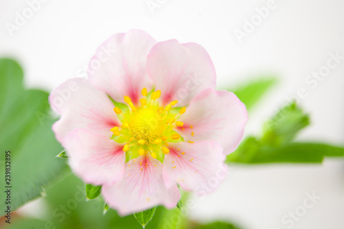 beautiful strawberry with pink flowers on white background