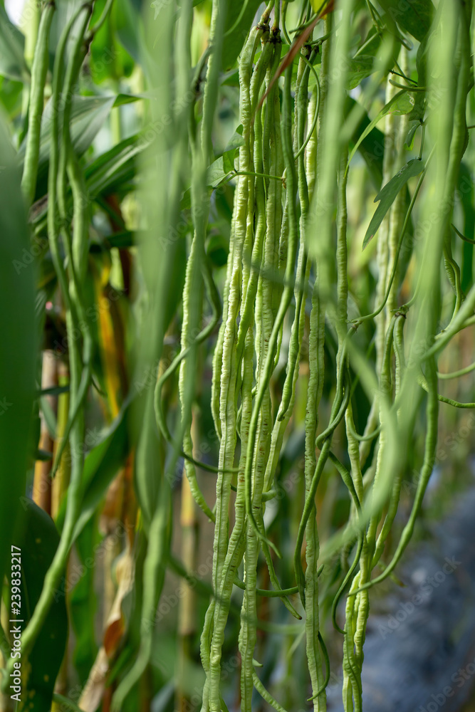 Long bean plants in growth at vegetable garden Long bean plants in growth at vegetable garden