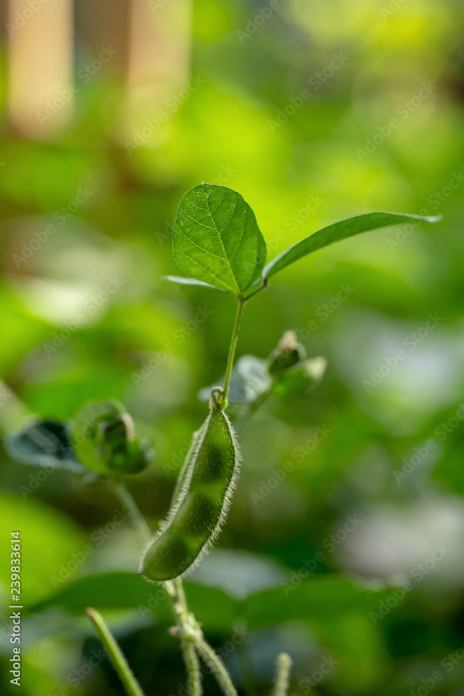 Fresh green soy plants on the field Fresh green soy plants on the field
