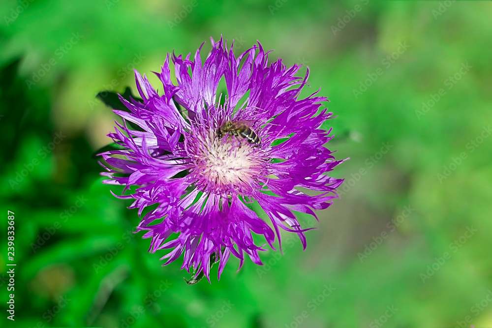 cornflower purple flower with bees cornflower purple flower with bees
