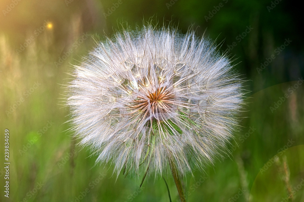 the big dandelion plant on the grass in the glare of light