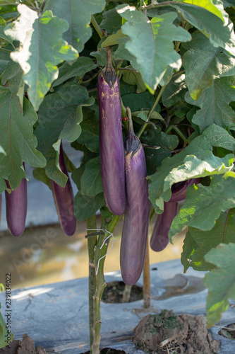 Fresh organic eggplan growing in the garden photo