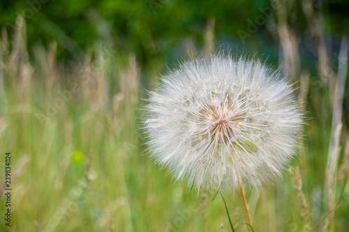 the big dandelion plant on the grass