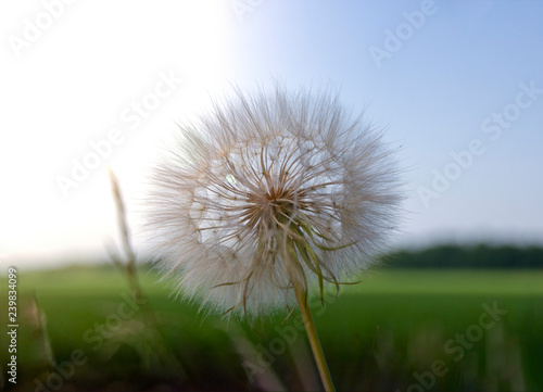 .the big dandelion plant in the sky  in the glare of light