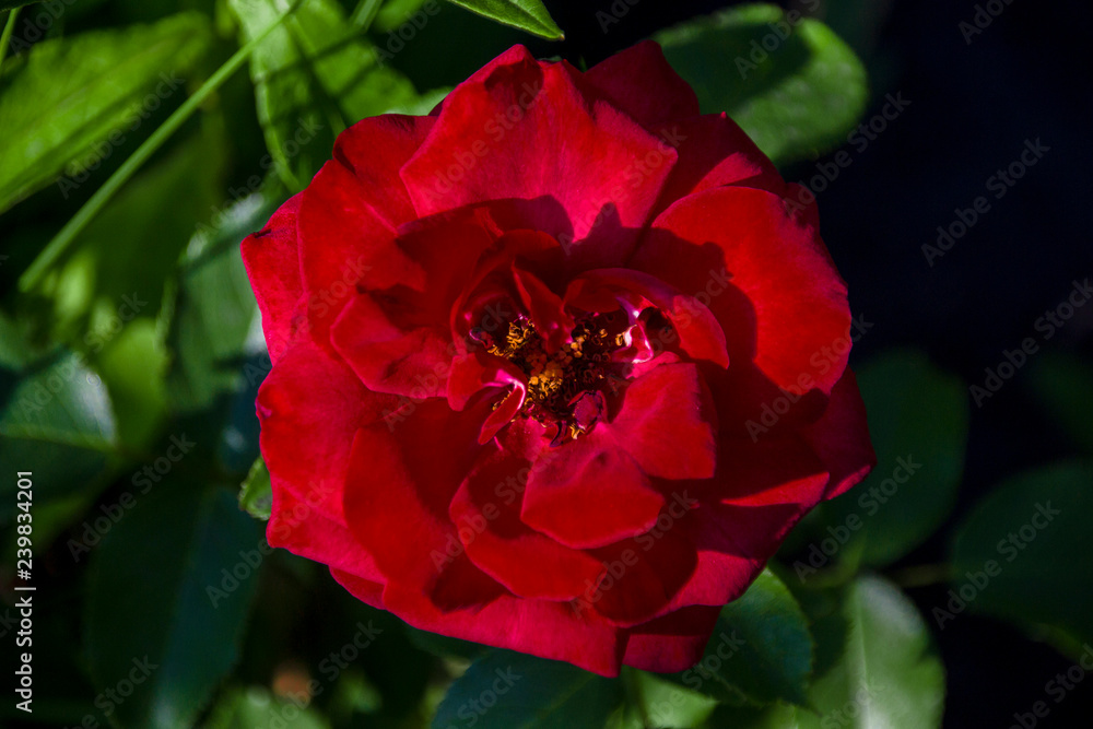 beautiful rose red grows