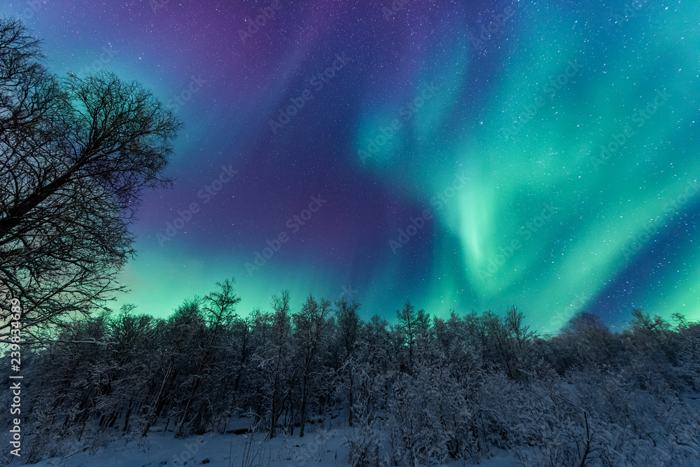 The polar arctic Northern lights aurora borealis sky star in Scandinavia Norway Tromso in the farm winter forest  snow mountains 