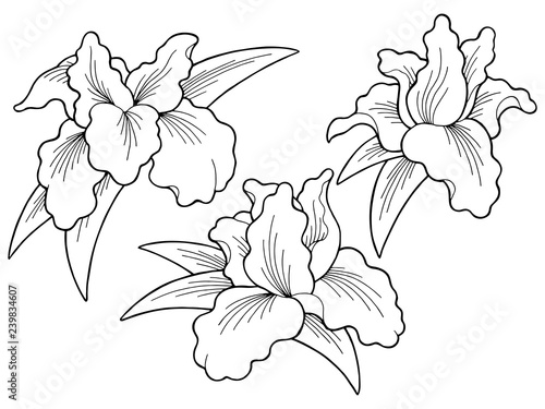 Iris flower graphic black white isolated sketch illustration set vector